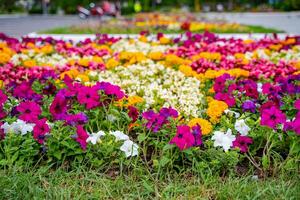 Menge von anders Spezies von Blumen. schön Pflanzen im blühen Blumenbeet im Stadt Park. foto