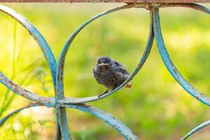 klein Vogel draußen. Spatz Küken foto