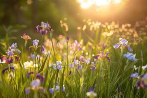 ai generiert golden Stunde glühen auf Iris Blume Feld foto