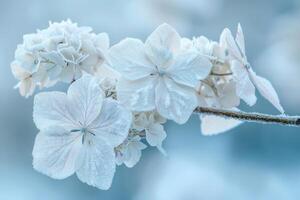 ai generiert gefrostet Hortensie Blumen im Winter foto