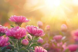 ai generiert golden Stunde glühen auf Rosa Chrysanthemen foto