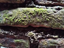 Hintergrund Foto von ein Stein Mauer und Moos auf es