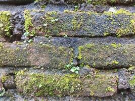 Hintergrund Foto von ein Stein Mauer und Moos auf es