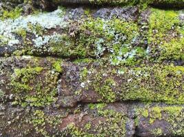 Hintergrund Foto von ein Stein Mauer und Moos auf es