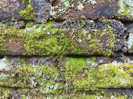 Hintergrund Foto von ein Stein Mauer und Moos auf es