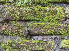 Hintergrund Foto von ein Stein Mauer und Moos auf es