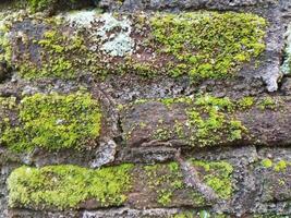 Hintergrund Foto von ein Stein Mauer und Moos auf es