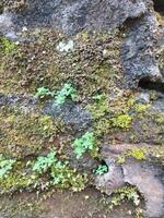 Hintergrund Foto von ein Stein Mauer und Moos auf es