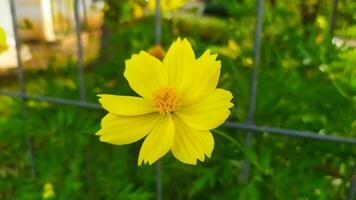 Foto von hell Gelb Kosmos Blumen, Kosmos Blumen haben ein optimistisch Bedeutung und ein Sinn von Begeisterung