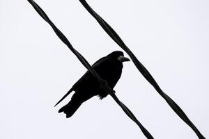 Stark schwarz zwei Elektrizität Drähte gegen Winter Himmel, mit ein Krähe gehockt, Erstellen ein zauberhaft städtisch Szene Unterseite oben Aussicht foto