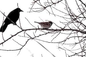 Baum blanchiert gegen ein Weiß Winter Himmel mit ein Spatz Sitzung auf einer Ast und ein groß schwarz Krähe Aufpassen, es Bokeh Seite Aussicht foto
