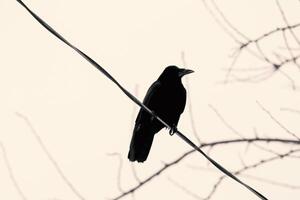 Stark schwarz Elektrizität Drähte gegen Winter Himmel, mit ein majestätisch Krähe gehockt, Erstellen ein zauberhaft städtisch Szene im Sepia Töne foto