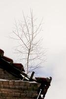 dünn jung Birke Baum wachsend auf alt Haus Dach oben Ecke mit gebrochen Teile gegen Winter Weiß wolkig Himmel Hintergrund foto