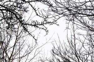 blattlos schwarz Geäst Silhouetten Rahmung das Weiß Winter Himmel von alle Seiten foto