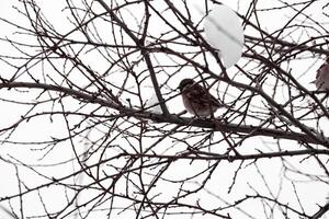 Baum blanchiert gegen ein Weiß Winter Himmel mit hängend Schnee Stück und ein Sitzung auf Ast Spatz Vogel foto