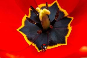geöffnete rote Tulpe mit einem Marienkäfer im Inneren. Ansicht von oben.