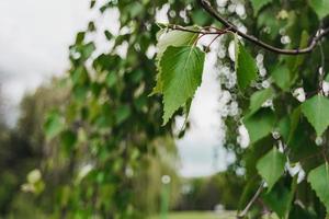 eine Birkenblattnahaufnahme auf einem grünen Frühlingshintergrund. foto