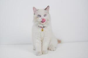Studio Porträt von ein Ragdoll Katze Lecken ihr Nase, Sitzung gegen ein Weiß Hintergrund foto