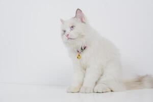 Studio Porträt von ein Sitzung Ragdoll Katze suchen nach vorne gegen ein Weiß Hintergrund foto