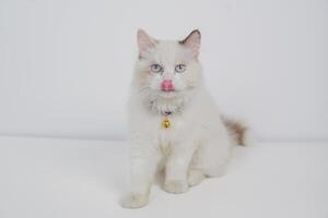 Studio Porträt von ein Ragdoll Katze Lecken ihr Nase, Sitzung gegen ein Weiß Hintergrund foto