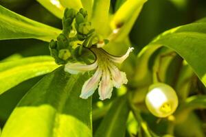 Weiß Gelb Blumen und Pflanzen tropisch Karibik Urwald Natur Mexiko. foto