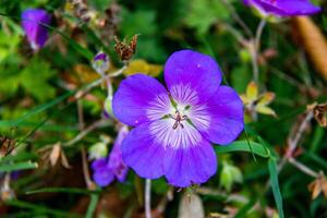 beschwingt lila Wildblume mit zart Blütenblätter und Grün Laub Hintergrund. foto