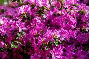 beschwingt Rosa Azalee Blumen im voll blühen, mit üppig Grün Blätter, Ideal zum Frühlingsthema Hintergründe. foto