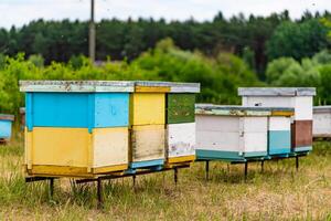 Gruppe von groß und klein farbig Bienenstöcke zum Bienen auf das Wald Hintergrund. Nesselsucht im ein Feld mit Bienen bringen Pollen zum Honig im Sommer- Tag. foto