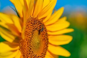 Biene bestäubt ein Sonnenblume Blume im das Sommer- im das Feld. Nahansicht foto
