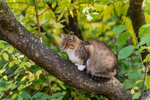 im Sommer, auf ein hell sonnig Tag, ein nett grau Katze sitzt auf ein Baum und ruht. ein groß Katze Porträt Sitzung auf ein Baum im das Park. foto