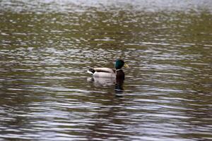 ein Ente Schwimmen im ein See mit ein Grün Kopf foto