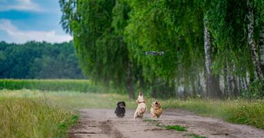 bezaubernd Landschaft mit attraktiv Hündchen. komisch Hunde spielen in der Nähe Natur. foto