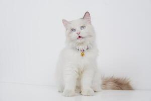 Studio Porträt von ein Sitzung Ragdoll Katze suchen nach vorne gegen ein Weiß Hintergrund foto