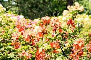 beschwingt Orange Rhododendron Blumen Blühen im ein üppig Garten Einstellung. foto