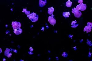 anmutig Qualle Schwimmen mit Tentakeln nachlaufend im ein tief Blau unter Wasser Szene beleuchtet durch Sanft Rosa und lila Beleuchtung. foto