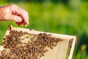 das Imker untersucht Bienen im Waben. Hände von das Imker. das Biene ist Nahansicht foto