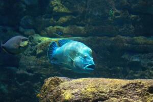 Blau Fisch Schwimmen in der Nähe von felsig unter Wasser Terrain im ein heiter Wasser- Umfeld. foto