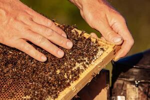 Honig Zelle mit Bienen Nahansicht im ein sonnig Tag. Imkerei. Bienenhaus foto
