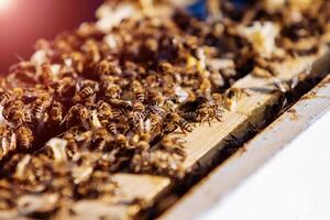 Honig Bienen auf Bienenwabe im ein natürlich Bienenstock gemacht von Holz und Bienenwachs foto