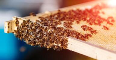 Frames von ein Biene Bienenstock. Arbeiten Bienen auf Honig Zellen. Bienenhaus Konzept foto