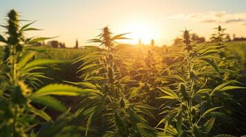 ai generiert üppig Cannabis Pflanzen im ein sonnig Feld foto