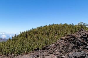 Kiefer Wald auf das Pisten von ein vulkanisch Berg unter ein klar Blau Himmel im Teneriffa. foto