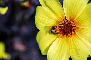 hell Gelb Blume mit ein beschwingt Orange Center und ein Biene Sammeln Pollen, einstellen gegen ein verschwommen dunkel Hintergrund. foto