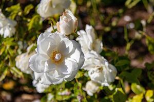 Nahansicht von ein Weiß Rose im blühen mit verschwommen Hintergrund im ein Garten Einstellung. foto