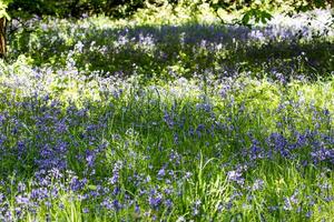 sonnig Wiese mit beschwingt Glockenblumen und frisch Grün Gras, abbilden Frühling und natürlich Schönheit. foto