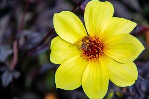 hell Gelb Blume mit ein Biene bestäubend, einstellen gegen ein dunkel Laub Hintergrund. foto