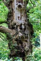 ein groß Baum mit ein Gesicht auf es foto