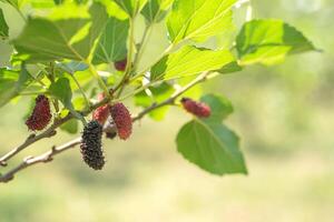 frische Maulbeerfrucht am Baum in der Natur foto