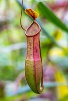 niedrig Kannenpflanze, Nepenthes lowii, Fleisch Essen plat im ein Gewächshaus foto