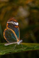 greta oto Schmetterling im ein botanisch Garten foto